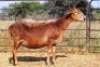 1X OOI/EWE Thaba Meatmasters - Chris Barkhuizen - 076 8506726 - 3