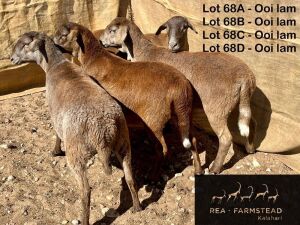 4X MEATMASTER OOI/EWE Rea Farmstead Kalahari (Pay per animal to take all in lot)