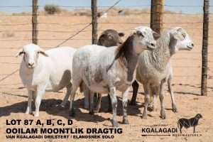 4X MEATMASTER OOI/EWE Kgalagadi Meatmasters (Pay per animal to take all in lot)