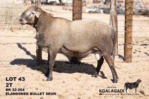 1X MEATMASTER RAM Kgalagadi Meatmasters