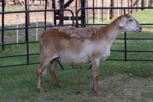 1X OOI/EWE B3 Genetics - Charles Freeme - 074 207 0007