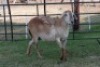 1X OOI/EWE B3 Genetics - Charles Freeme - 074 207 0007 - 2