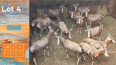 11X Blesbok M:2 F:9 Steyl Wild Pty Ltd (Pay per animal)