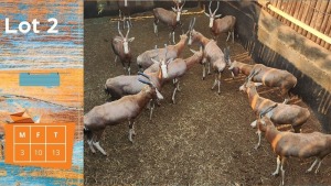 13X Blesbok M:3 F:10 Steyl Wild Pty Ltd (Pay per animal)