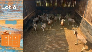 14X Blesbok M:3 F:11 Steyl Wild Pty Ltd (Pay per animal)