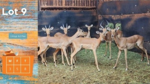 8X Rooibok M:3 F:5 1 Knyp + 2 Pen P.J Human (Pay per animal)