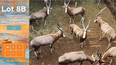 7X Blesbok M:7 Jonk Steyl Wild Pty Ltd (Pay per animal)