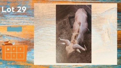 1X Goue Wildebees M:1 Circle H Ranches