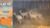 4X Koedoe F:4 Van Dee Boerdery (Pay per animal)