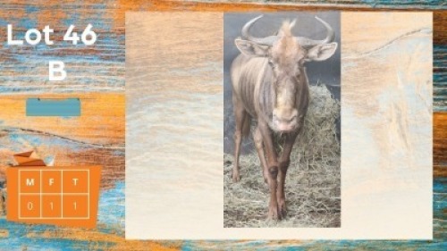 1X Goue Konings Wildebees F:1 Flip Badenhorst