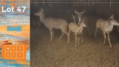 5X Koedoe F:5 Van Dee Boerdery (Pay per animal)