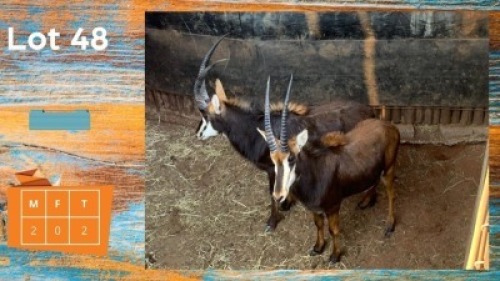 2X Swartwitpens M:2 Olivier Trust (Pay per animal)