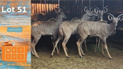 5X Koedoe M:5 Swaelsterte Van Dee Boerdery (Pay per animal)