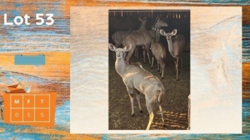 5X Koedoe F:5 Van Dee Boerdery (Pay per animal)