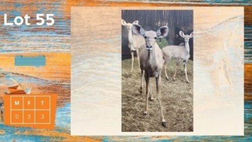 3X Koedoe F:3 Van Dee Boerdery (Pay per animal)