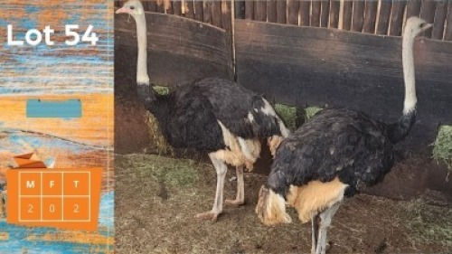 2X Volstruis M:2 Jakkalsbessie Trust (Pay per animal)
