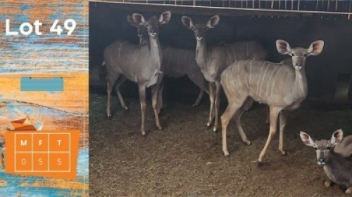 5X Koedoe F:5 Van Dee Boerdery (Pay per animal)