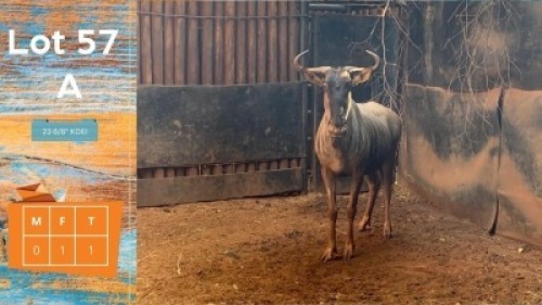 1X Blouwildebees F:1 23 6/8" Flip Badenhorst