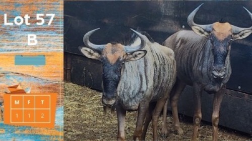 2X Blouwildebees M:1 F:1 Flip Badenhorst (Pay per animal)