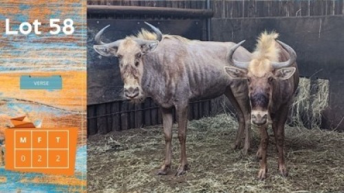 2X Goue Wildebees F:2 Verse Circle H Ranches (Pay per animal)