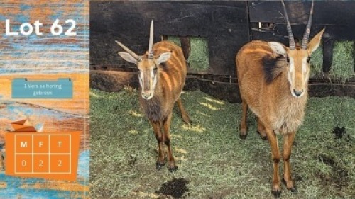 2X Swartwitpens F:2 1 Vers se horing gebreek Fairlawn Ranch (Pay per animal)