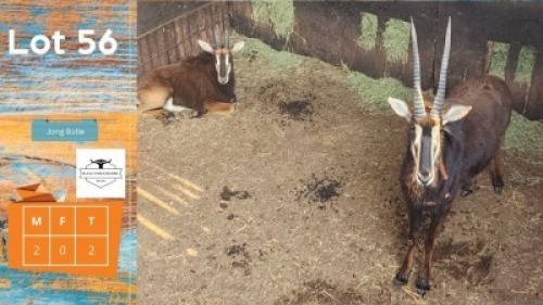 2X Swartwitpens M:2 Jong bulle TGB (Pay per animal)