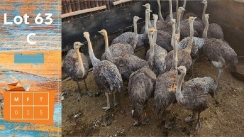 5X Volstruis Steyl Wild Pty Ltd (Pay per animal)