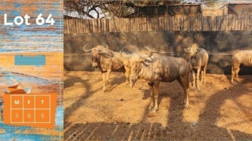 5X Goue Wildebees M:5 Trollope Brothers (Pay per animal)