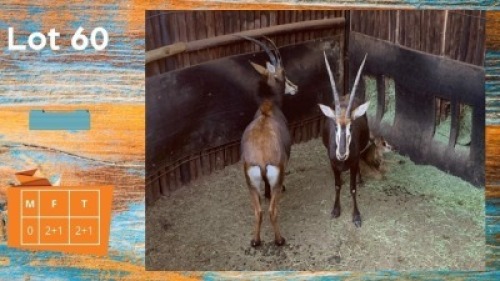 2+1X Swartwitpens F:2+1 Olivier Trust (Pay per animal)
