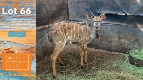 1X Njala M:1 Klein NADA Game Breeders