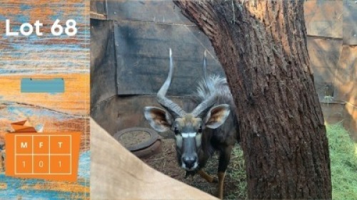 1X Njala M:1 NADA Game Breeders