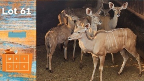 6X Koedoe F:6 Olivier Trust (Pay per animal)