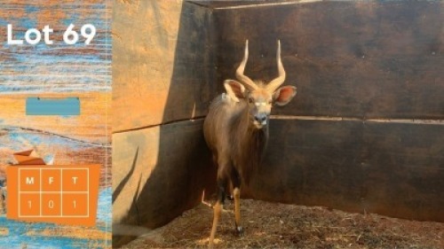 1X Njala M:1 Future Genetic Game Breeders