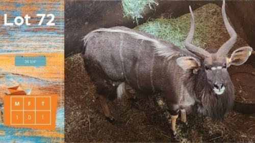1X Njala M:1 26 1/4" Olienhoek Safaris