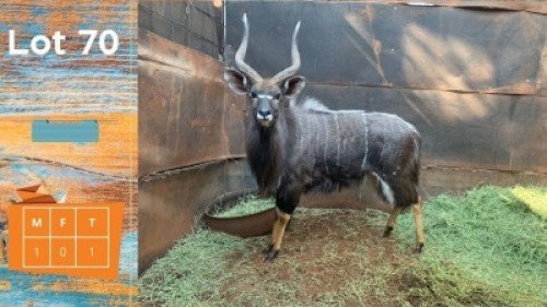 1X Njala M:1 Future Genetic Game Breeders