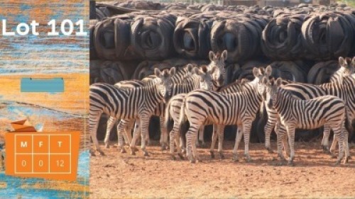 12X Zebra Piet Human (Hester Sophia Human) (Pay per animal)