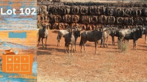 12X Blouwildebees M:3 F:9 Ditjabe Wildlife Services (Pay per animal)