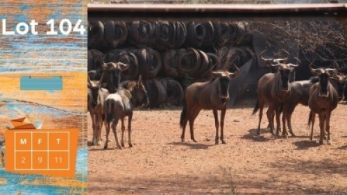 11X Blouwildebees M:2 F:9 Ditjabe Wildlife Services (Pay per animal)