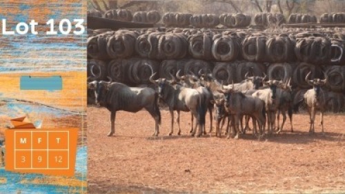 12X Blouwildebees M:3 F:9 Ditjabe Wildlife Services (Pay per animal)