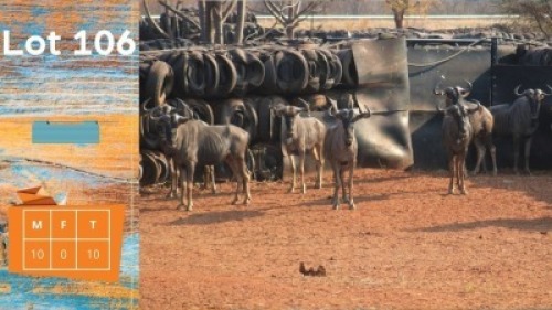 10X Blouwildebees M:10 Pretoria Wildlife Services (Pty) Ltd (Pay per animal)