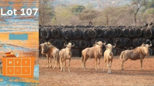 5X Goue Wildebees F:5 Strike High Trading (Pay per animal)