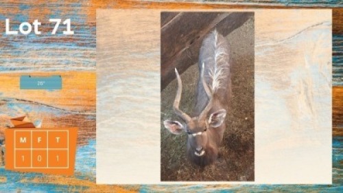 1X Njala M:1 26" Olienhoek Safaris
