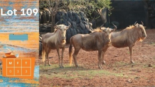 3X Goue Konings Wildebees F:3 Strike High Trading (Pay per animal)
