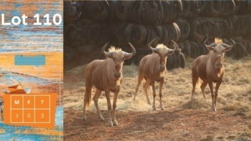 3X Goue Wildebees M:3 Strike High Trading (Pay per animal)