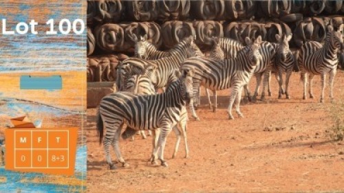 8+3X Zebra Piet Human (Hester Sophia Human) (Pay per animal)