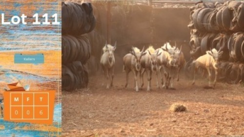 6X Goue Wildebees Kallers Strike High Trading (Pay per animal)