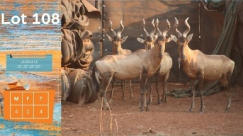 4X Rooihartbees M:4 Jagbulle. 21" + 22" + 22" + 23" Future Genetic Game Breeders (Pay per animal)