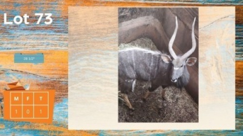 1X Njala M:1 28 1/2" Olienhoek Safaris