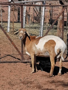 2+2X MEATMASTER OOI/EWE Harrisdale Meatmasters (Pay per animal to take all in lot)