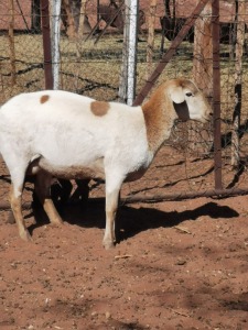 2+2X MEATMASTER OOI/EWE Harrisdale Meatmasters (Pay per animal to take all in lot)